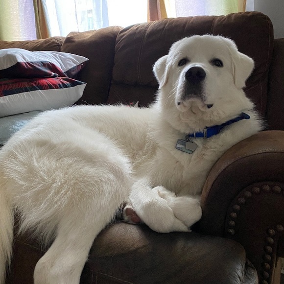 Meet your Posher, Christie - Picture 1 of 1